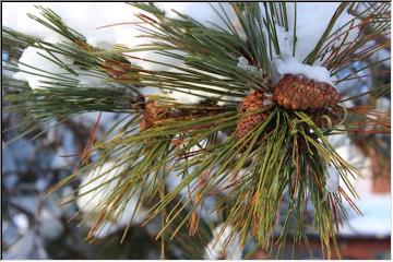 Snowcovered needles