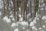 Snow-capped trunks