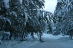 Heavy branches