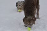 Dog's play