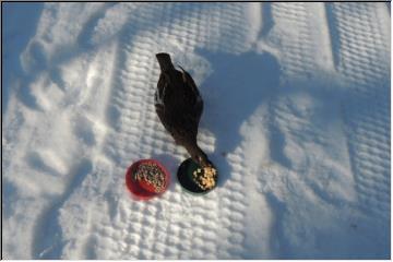 Bird feeding