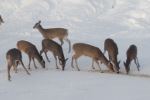 Deer feeding