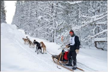 Sled dog racing