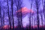 Pink cloud