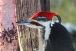 Pileated