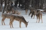 Oh deer!