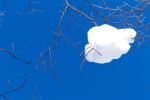 Snow branch