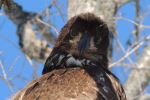 Eagle eye