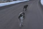 Dog walking