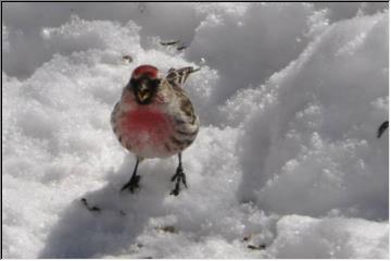 Pretty little birdy
