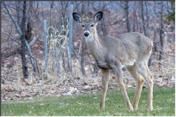 Critters come to visit