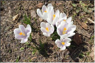 Spring blossoms