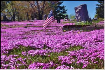 Phlox everywhere