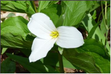 Spring wild flower