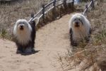 Old English Sheep Dogs