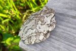 Chameleon-like frog