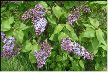 Fragrant beauties