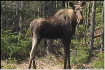 Moose on the Loose