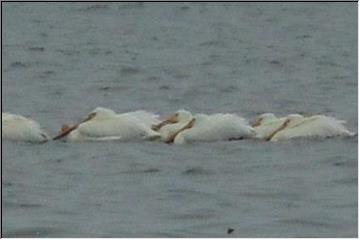 Pelicans!