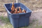 Box of chickens