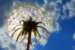 Dandelion rainbows