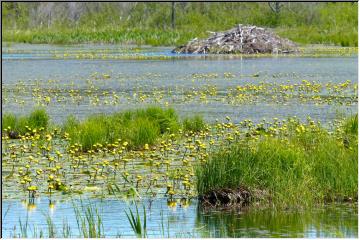 Nature Area