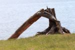 Becoming driftwood