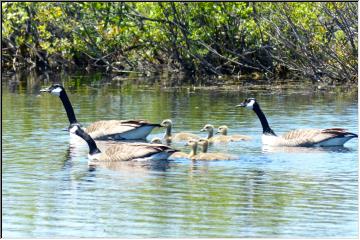 Protective family