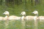 Goslings