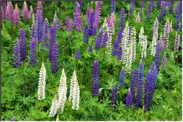 Long, tall flower