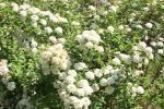 Blooming white