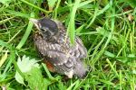 Young Robin