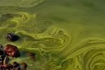 Yellow goop