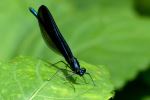 Bugs