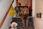 4-legged companions
