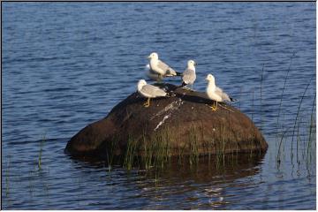 Rock sitting