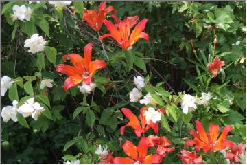 Summer flowers