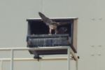 Portage Lift Bridge nesting
