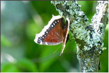 Winged beauty