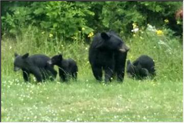 Sow and cubs
