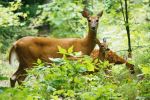 Doe and fawns