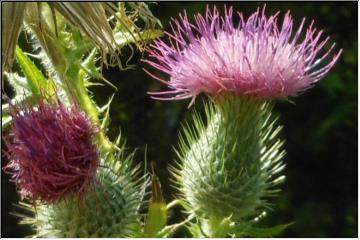 Purple flowering