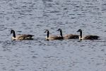 Geese in a row