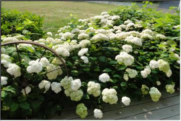 Big poofy flowers