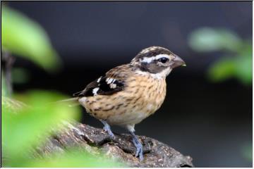 Young Grosbeak