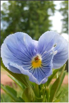 Pretty pansy