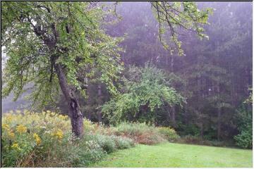 Shrouded in fog
