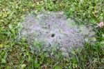 Spider art