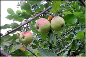 Apple picking
