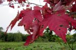 Colored leaves